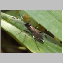 Achaius oratorius - Schlupfwespe w065a 13mm-fdet02.jpg